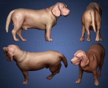 3D модель Собака-бигль 09 (STL)